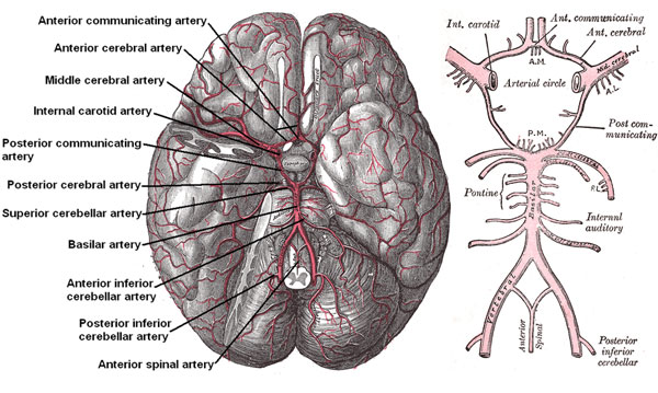 circle-of-willis-composite